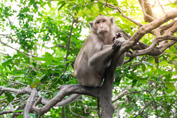 The monkey hanging on the tree branch in the forest