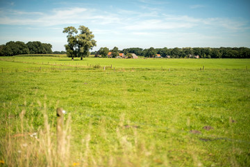 Fototapeta premium Dutch summer landscape with farm. Winterswijk. Achterhoek. Gelderland.