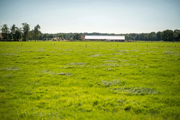 Fototapeta premium Cow-house in wide dutch landscape during summer. Winterswijk. Achterhoek.