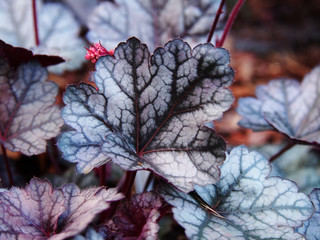 Heuchera 'Glitter' - coral bells, alumroot 