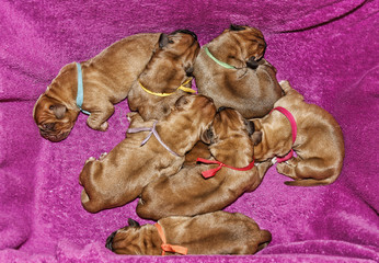 Dogue de Bordeaux - One day old puppies