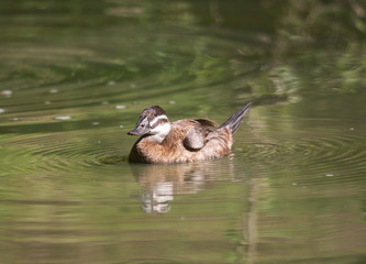 Fototapeta premium Sarcelle d'été, anas querquedula, sur la mare