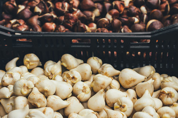 Tulip bulbs stored in the boxes , cleaned and prepared bulbs in the farmer's storage, agriculture and flower concept