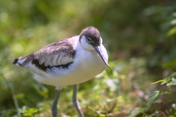 Jeune avocette, Recurvirostra, faisant ses premiers pas	