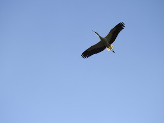 Obraz premium Störche