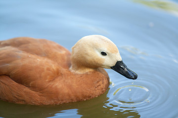 Tadorne casarca à tête rousse, tadorna ferruginea, sur l'étang