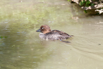 Canard garrot à oeil d'or en balade sur l'étang	