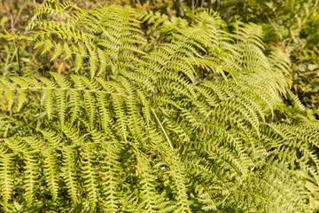 Large green leaves of a fern in a sunny day.