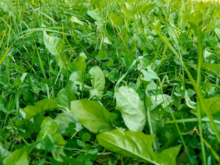 Grass on a lawn close up in the summer in sunny day