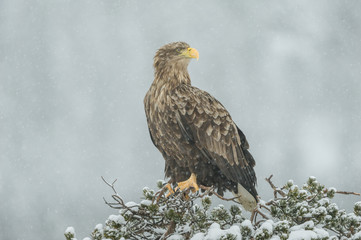 White tailed Eagle in falling snow.