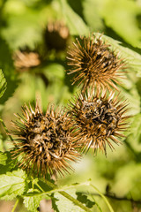 Round thistle seeds in the fall.