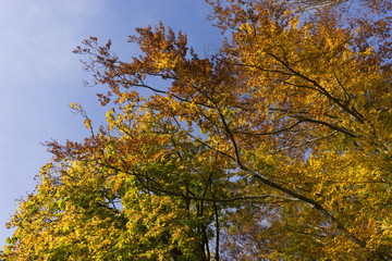 Baumkrone mit bunten Blättern im goldenen Herbst