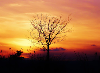 枯れ木と夕景