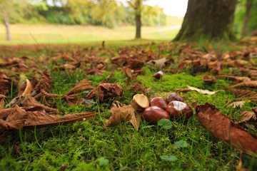 Autumn leaves with chestnut buckeye on ground in sunny forest, closeup. low focus