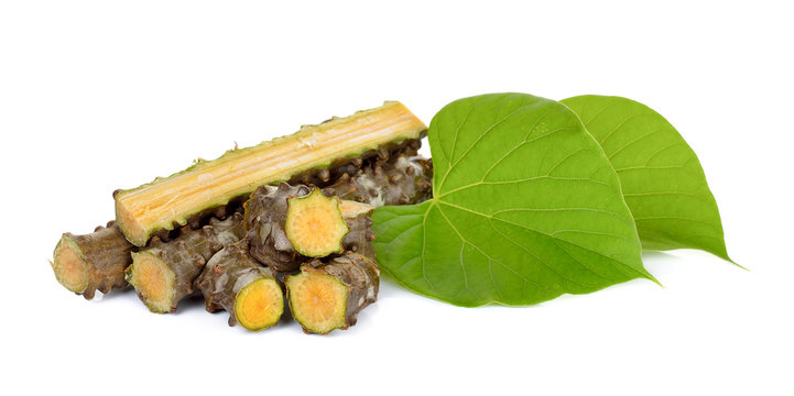Tinospora cordifolia herb isolated on white background