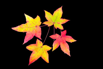 Four colored autumn leaves on black background
