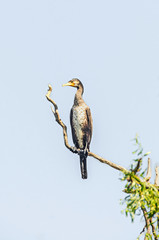 Egretta bird standing on a tree branch, outdoor portrait