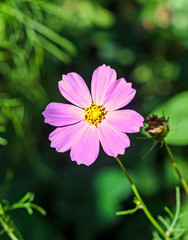 Obraz premium Cosmos bipinnatus pink flower, commonly called the garden cosmos