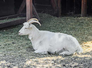 White goat close up, goatling, outdoor