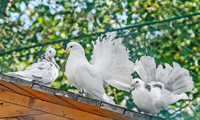 Many white doves, pigeons on the roof, outdoor portrait, close up