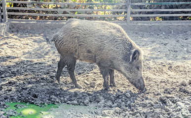 Wild boar portrait close up in the water mud