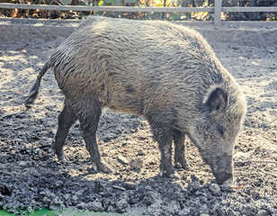 Wild boar portrait close up in the water mud