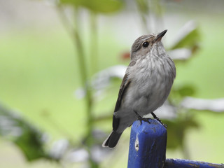 Vogel