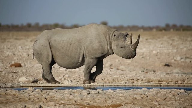 A black (hooked-lipped) rhinoceros (Diceros bicornis) drinking water, Etosha National Park, Namibia
