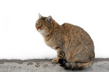 Cat in winter snow and her prints wet paws kitties. Tiger wild cat in the snow. Beautiful animals with us.