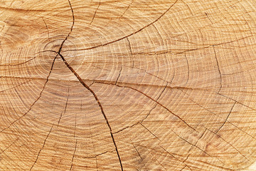 Fototapeta premium Cross section of tree