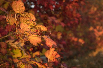 
Beautiful autumn bush