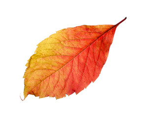 Autumn leaf, isolated on white