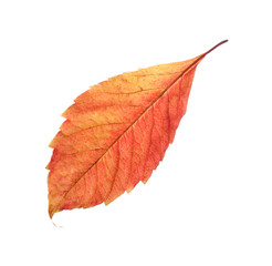 Autumn leaf, isolated on white