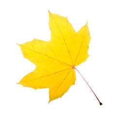 Autumn leaf, isolated on white