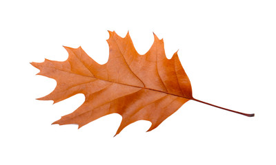 Autumn leaf, isolated on white