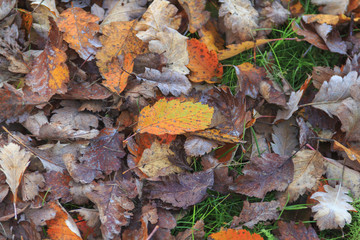 herbstliches Ahornlaub