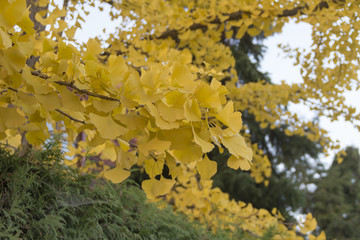 Gingkoblatt