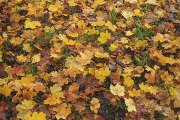 herbstliches Ahornlaub