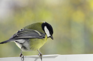 Great tit near the feeders. Parus major. 