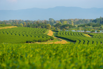 Tea terraces farm on hill, Chiang Rai