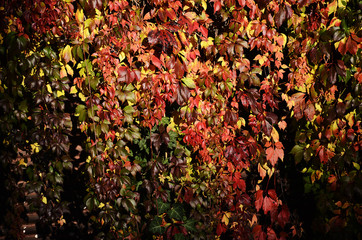 Autumn multicolored leaves background