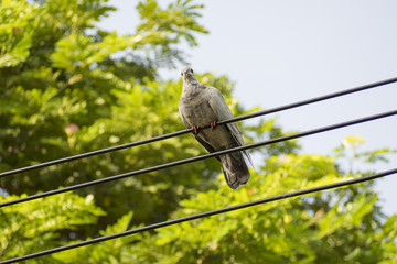 Unique perspectives pigeon on the electric wire with green tree background in the park