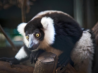 Black-and-white ruffed lemur