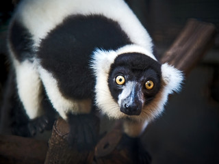 Black-and-white ruffed lemur