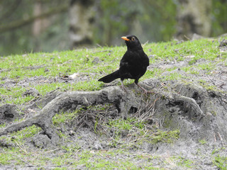 Fototapeta premium Vogel