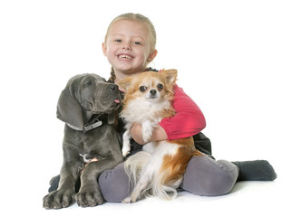 puppy great dane and child