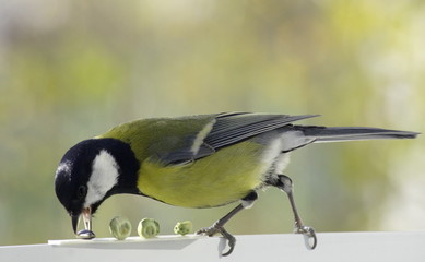 Great tit near the feeders. Parus major.