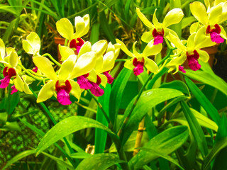 White orchid phalaenopsis