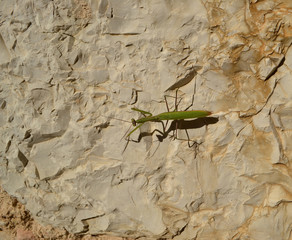 Gottesanbeterin auf Natursteinwand