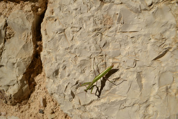 Gottesanbeterin auf Natursteinmauer